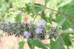 Anisomeles malabarica